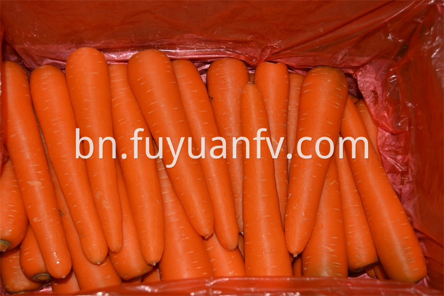fresh long carrot 